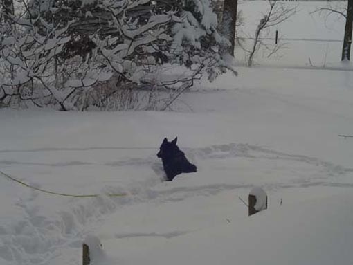 Neka loved the cold. She looked forward to going out and laying in the snow.