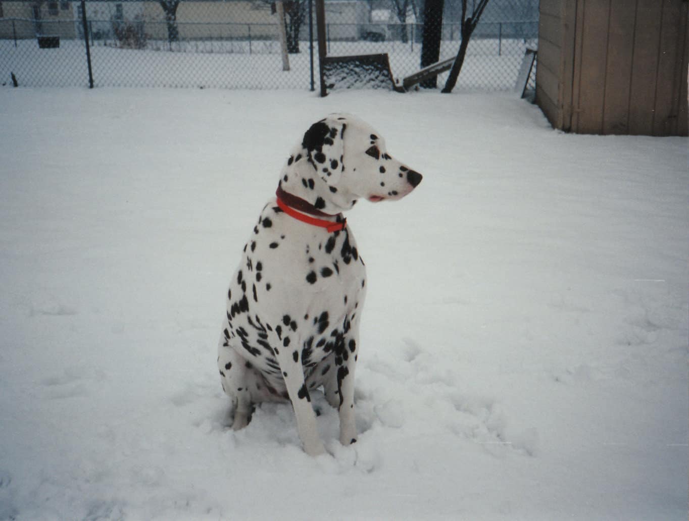 snowdog1