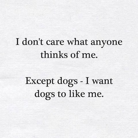 what-dogs-think-of-me