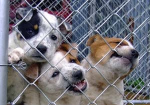 Death Row Dogs in a Shelter