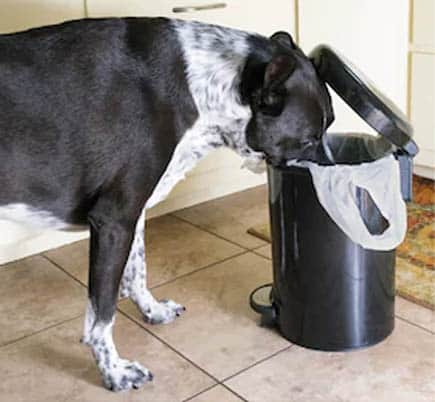 People Food That Is Bad For Your Dog