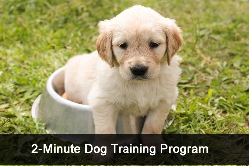 2-Minute Dog Training Program