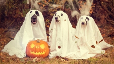 Prepare Your Dog For Halloween