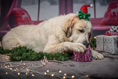 Prepare Your Dog For The Holidays