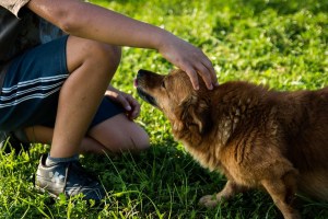 dog and child