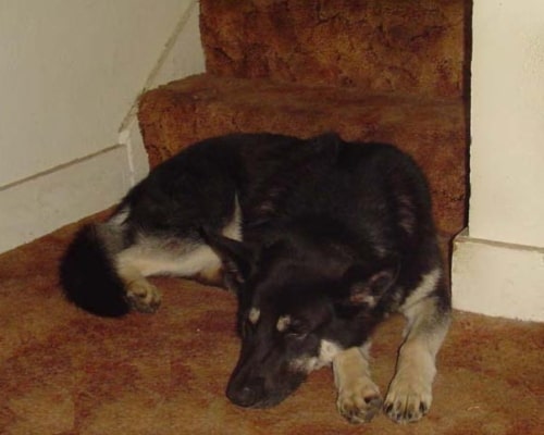 Keka-sleeping Neka's New Home