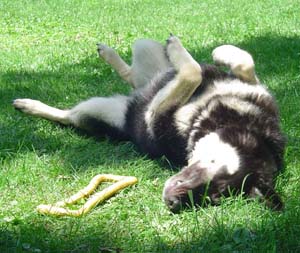 neka-belly
