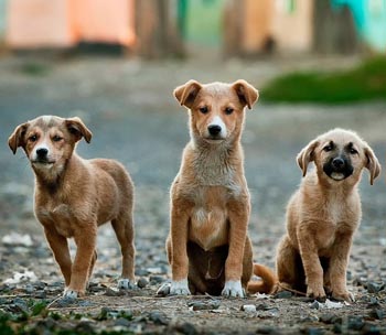 350-3pups Life As A Puppy