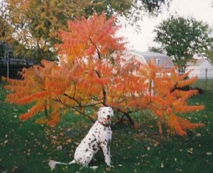 A Better Dog 4U Dog Obedience Training