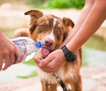 dog-water-bottle Heat Stroke in Dogs