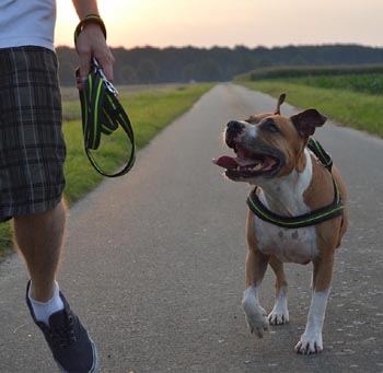 Commands Every Dog Should Know - Heel