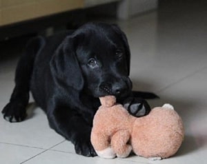Your New Puppy's First Days