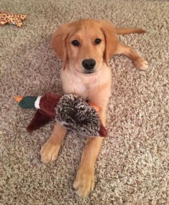 A Better Dog 4U Dog Obedience Training