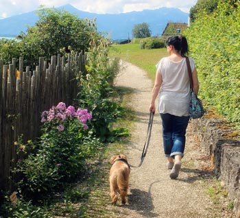 350 woman-walking-dog responsible dog owners