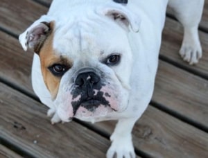 The Right Dog