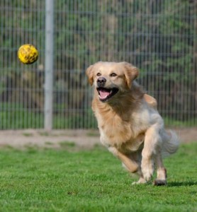 How to adopt the right dog