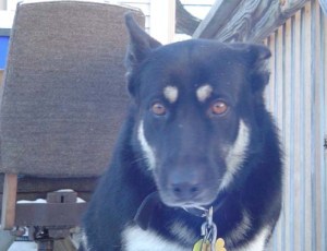 Dog With Separation Anxiety