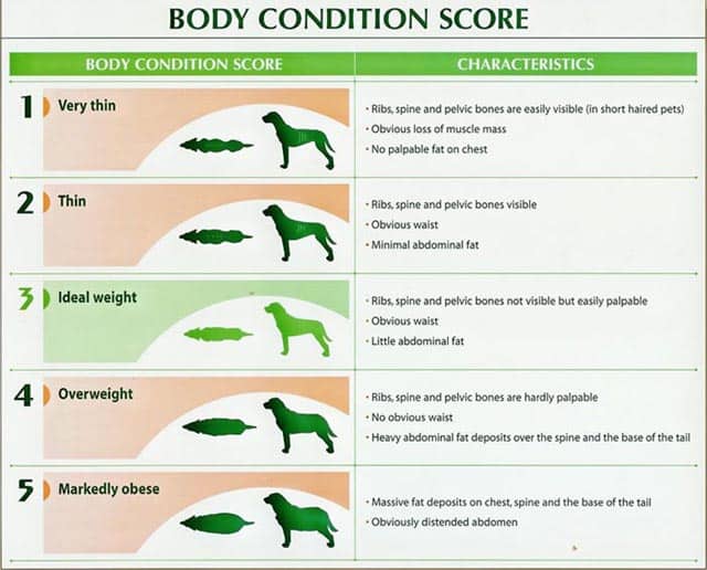 body-condition-chart Dog Weight Body Score Chart