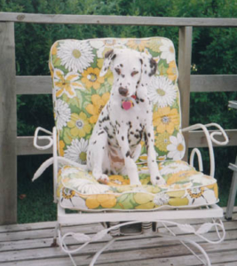 2 Minute Dog Training Program