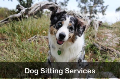 Dog Sitting Services