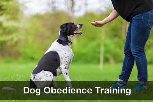 Dog Obedience Training - Cedar Rapids, Iowa