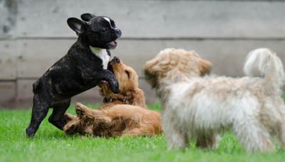 How Old Should A Puppy Be Before I Can Take It Home?