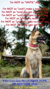 A Better Dog 4U