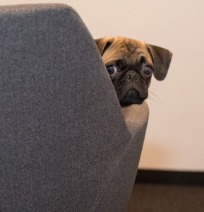 Privacy Policy