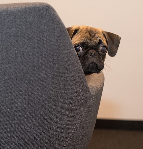 500 dog-chair ABD4U Privacy Policy