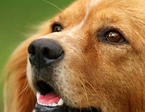 500 dog-eyes The Difference Between Animal Rights & Animal Welfare?