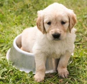Puppy Proofing Your Home
