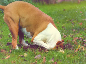 digging-staffie How Do I Keep My Dog from Digging?