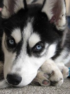 Do Dogs Get Lazy After Being Altered?