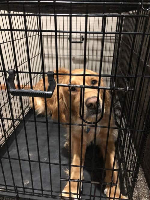 kennel My Dog Is Afraid of His Crate