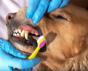 Brushing Your Dog's Teeth