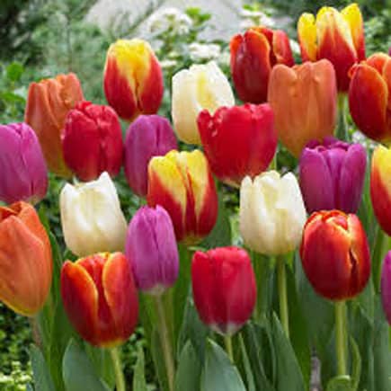 tulips Plants that are Poisonous to Dogs and Cats