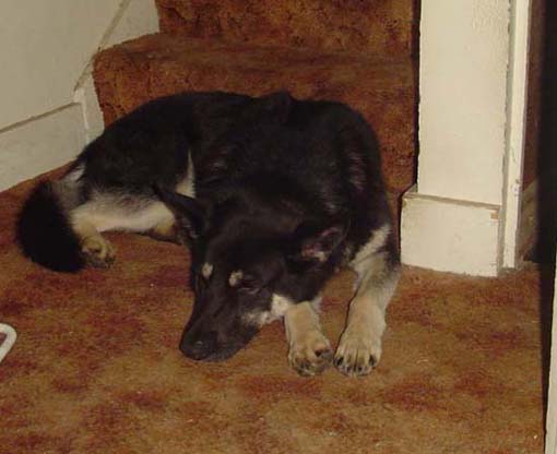 510-0 Neka Sleeping