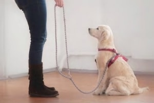 puppy training
