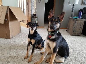 2 Minute Dog Training