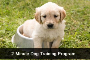2 Minute Dog Training