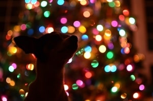 Prepare your dog for the holidays