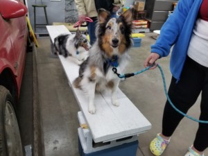 2 Minute Dog Training Program