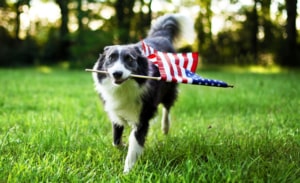 How to Prepare Your Dog for 4th of July Fireworks