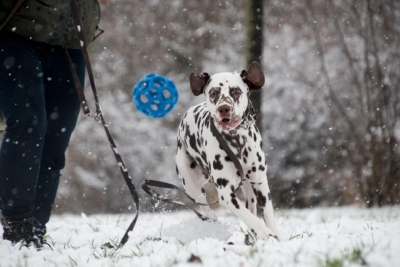 Structured Play a Foundational Tool for Creating a Reliable Dog