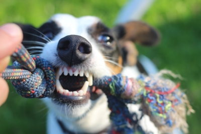 Dominance Theory Dog Training Explained and Debunked 