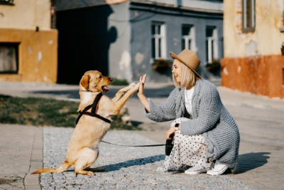 Structured Play a Foundational Tool for Creating a Reliable Dog