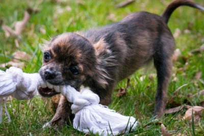Structured Play a Foundational Tool for Creating a Reliable Dog